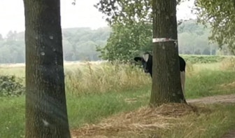 Ontsnapte koe uit Utrecht door politie terug de wei in geholpen