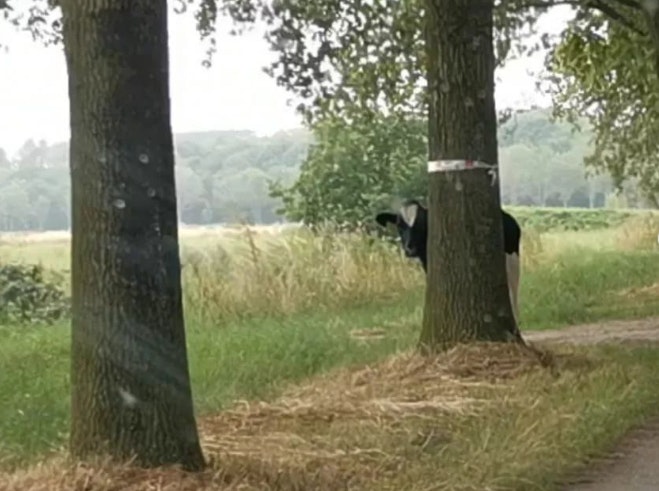 Ontsnapte koe uit Utrecht door politie terug de wei in geholpen