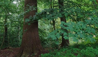 Met kap bedreigde boom Amelisweerd genomineerd voor Boom van het Jaar