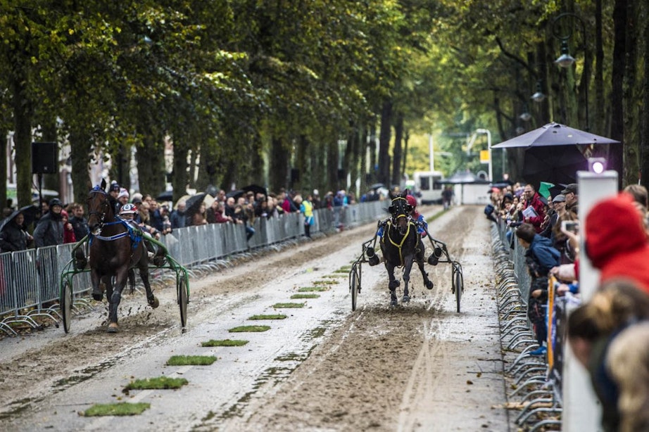 Paardenrace op Maliebaan gaat door, mét subsidie van de gemeente Utrecht