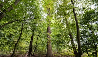 Stemmen voor European Tree of the Year begonnen; symbolische boom in Amelisweerd is kanshebber