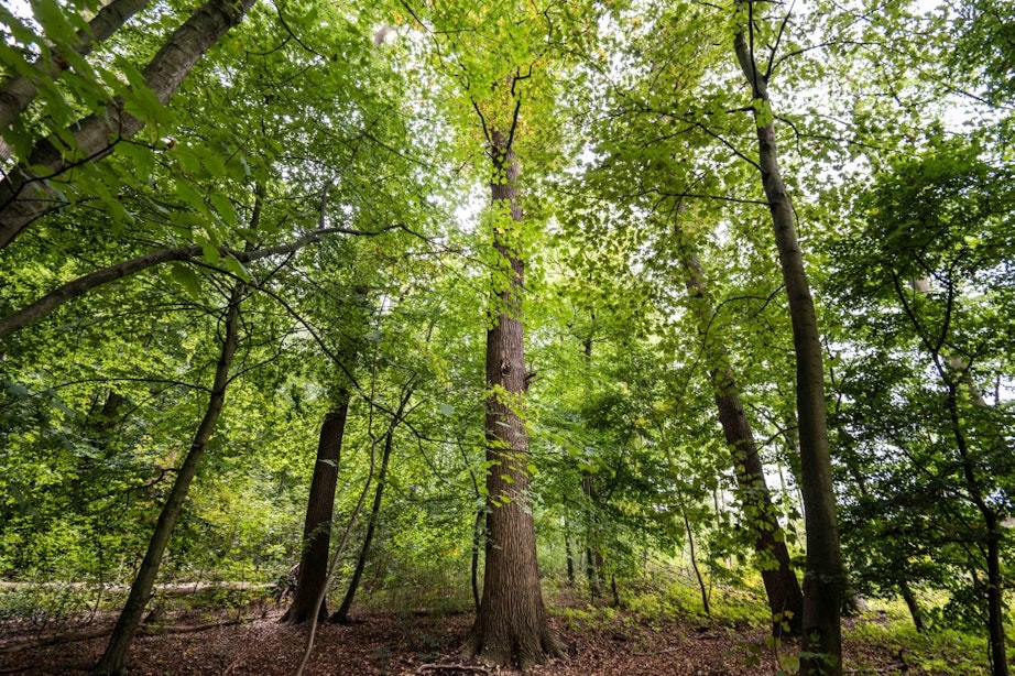 Stemmen voor European Tree of the Year begonnen; symbolische boom in Amelisweerd is kanshebber