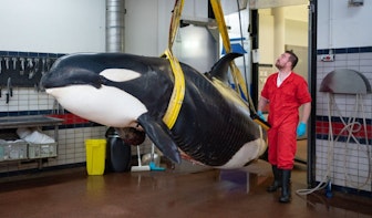 Gestrande orka aangekomen in Utrecht voor onderzoek aan universiteit