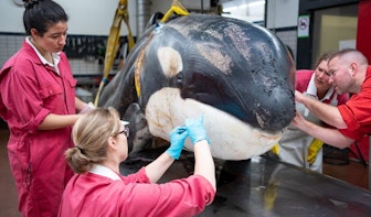 Verzwakte orka was ziek en had ernstige tandvleesontsteking, blijkt uit onderzoek in Utrecht