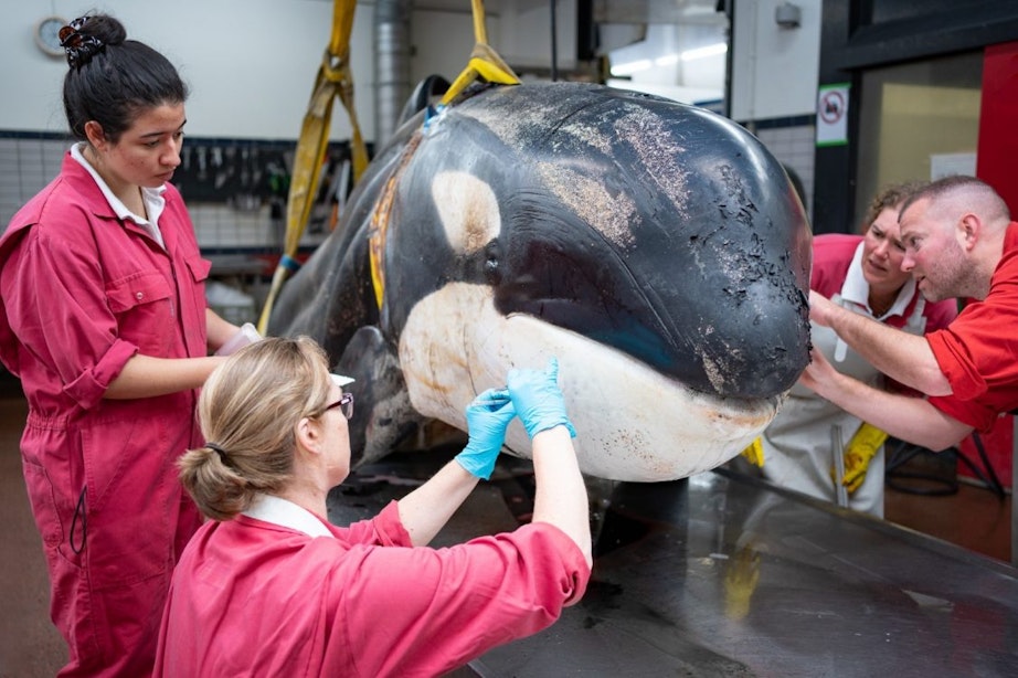 Verzwakte orka was ziek en had ernstige tandvleesontsteking, blijkt uit onderzoek in Utrecht