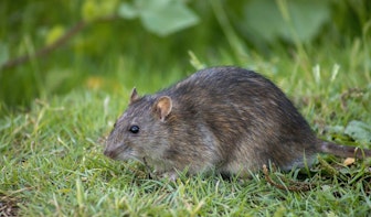 Partij voor de Dieren wil dat de gemeente stopt met het doden van ratten in Utrecht