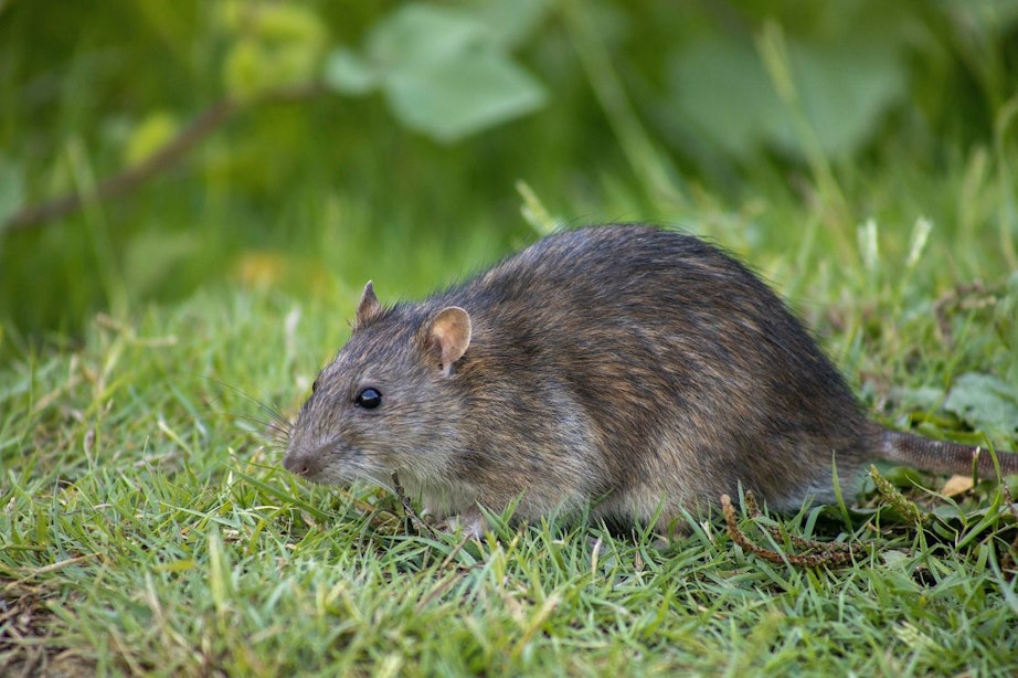 Partij voor de Dieren wil dat de gemeente stopt met het doden van ratten in Utrecht