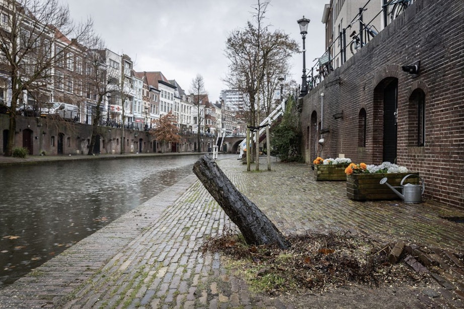 Sierappelboom aan de Oudegracht aan de Werf in Utrecht met spoed gekapt