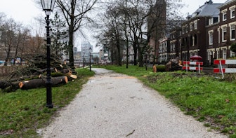 Grote boom langs singel in Utrecht valt om