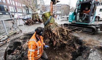 Boomstronken maken plaats voor nieuwe bomen op Vredenburgplein in Utrecht