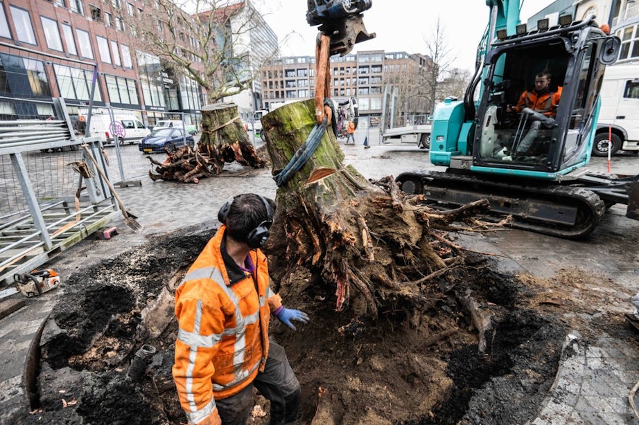 Boomstronken maken plaats voor nieuwe bomen op Vredenburgplein in Utrecht