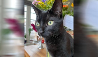Vermiste kat uit Utrecht na zeven maanden teruggevonden in Duitsland