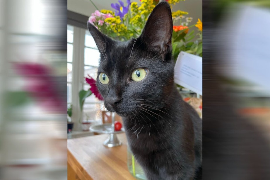 Vermiste kat uit Utrecht na zeven maanden teruggevonden in Duitsland