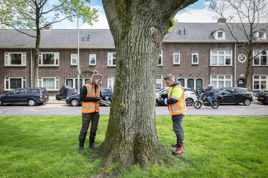 Naast mensen en dieren krijgen in Utrecht ook bomen een prik om te voorkomen dat ze ziek worden