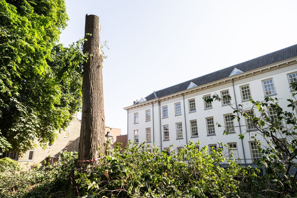 Boom Breekt Af Langs Singel In Utrecht Tientallen Meters Hekwerk Hotel