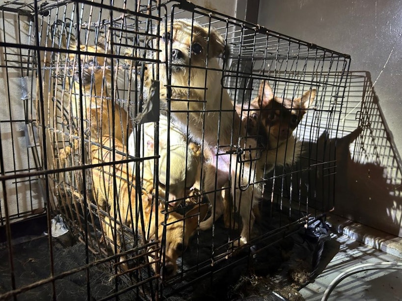 Tientallen verwaarloosde honden en katten uit mini-appartement in Utrecht gehaald