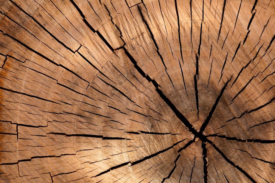 De groeiende populariteit van berkenhout multiplex in interieurbouw