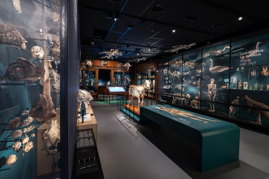 Universiteitsmuseum in Utrecht na drie jaar verbouwing weer open: ‘Kijkje onder de motorkap van de wetenschap’