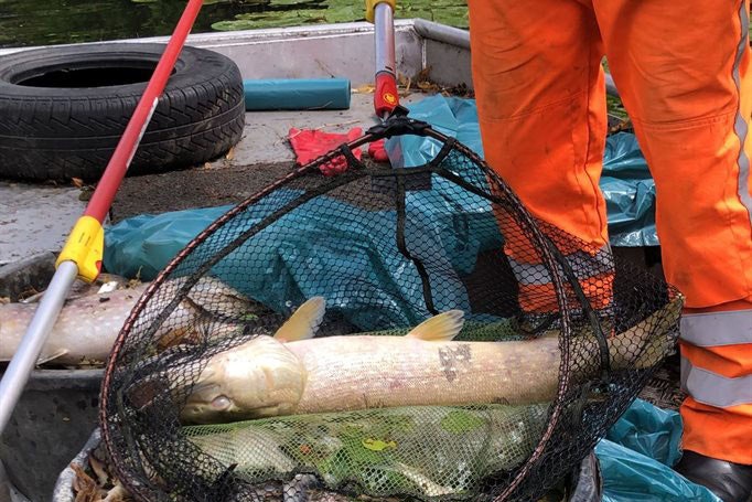 Ook grote vissen in Utrecht dood vanwege storing bij rioolwaterzuivering