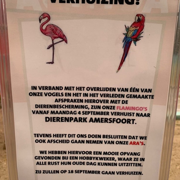 Flamingo’s Intratuin Utrecht verplaatst naar Dierenpark Amersfoort