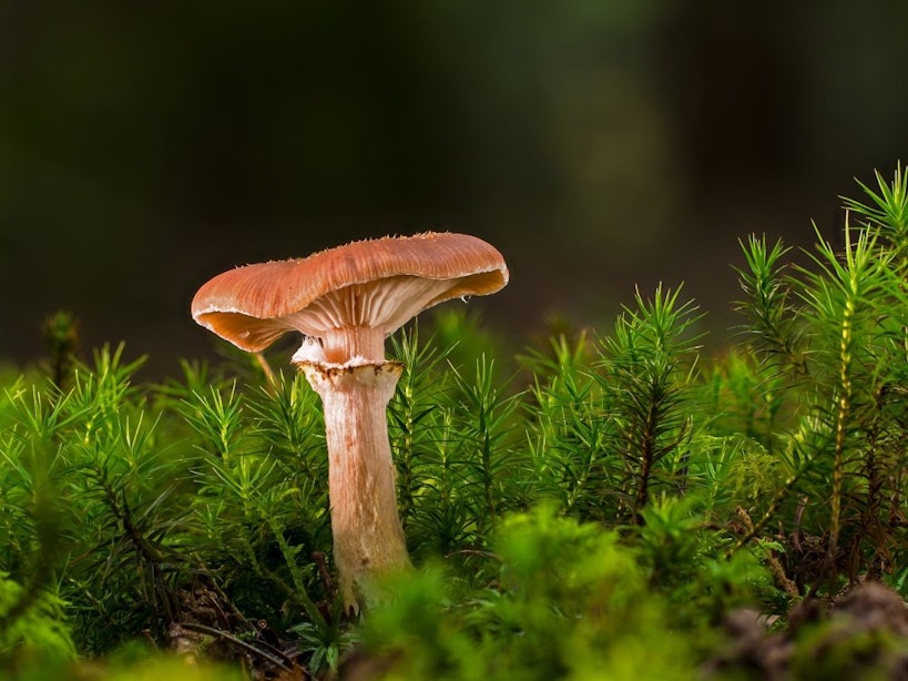 Biologische paddenstoelsupplementen: jouw weg naar een gezondere lifestyle!