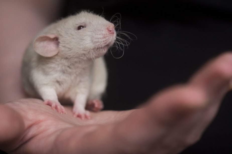 UU en UMC Utrecht deden vorig jaar bijna net zoveel dierproeven als in 2021; vooral op muizen, kippen en ratten