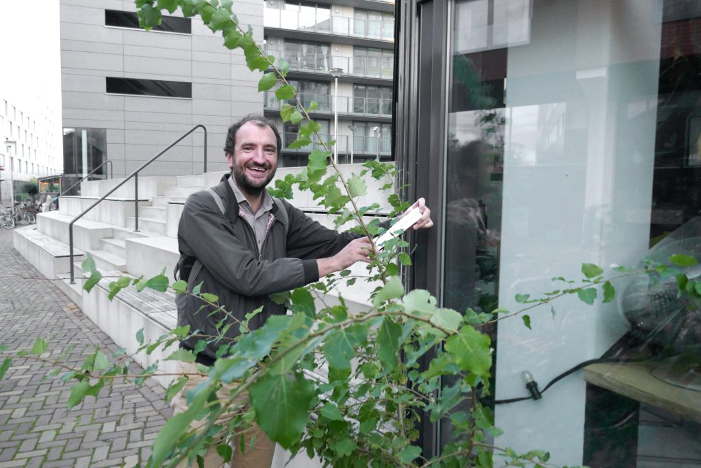 Zaailing van de maand: Zwarte populier op de Helling