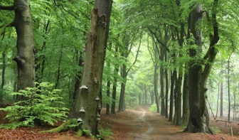 Plant een boom voor Utrechtse natuur