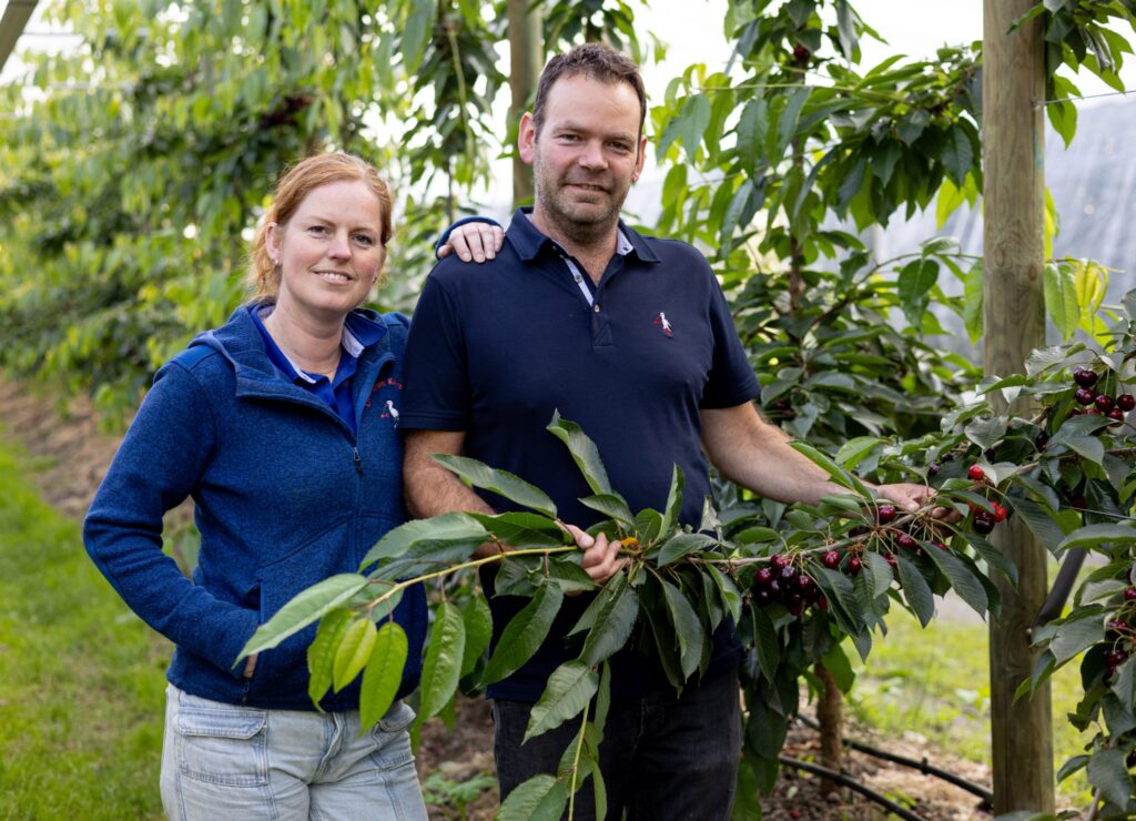 Kersentelers Rianne en Ries runnen vier boomgaarden in regio Utrecht: ‘Hard werken, maar ook heel gezellig’